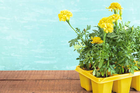 Seedlings flowers in pot. Flower marigold petunia on wooden table. Gaden background