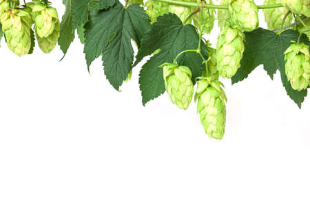 Hop twig over white background. Vintage style. Beer production ingredient. Brewery. Fresh-picked...