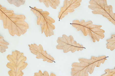 Autumn composition. Dry oak leaves on white background. Flat lay, top view, copy space. thanksgiving...