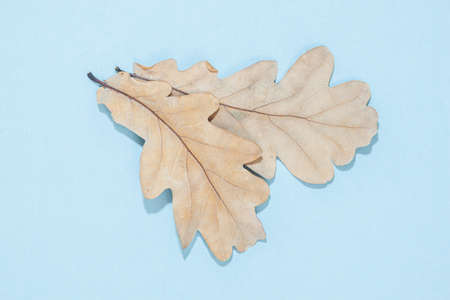 Autumn oak leaf on blue background. Flat lay, top view, copy space. thanksgiving lifestyle