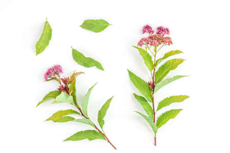 Colorful wildflowers on white background. Flat lay, top view. Floral background
