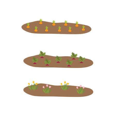 Vegetable plots with different root vegetables. Gardening, spring seedlings, cultivation of vegetables.Vector illustration in flat designのイラスト素材