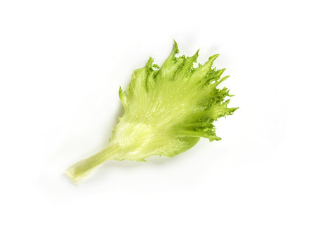 Lettuce. Salad leaf isolated on white background with clipping pathの写真素材