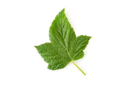 Currant leaf isolated on white background. top view.