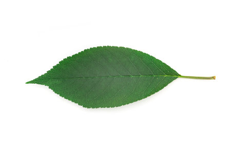 Leaf of cherry isolated on white background. top view