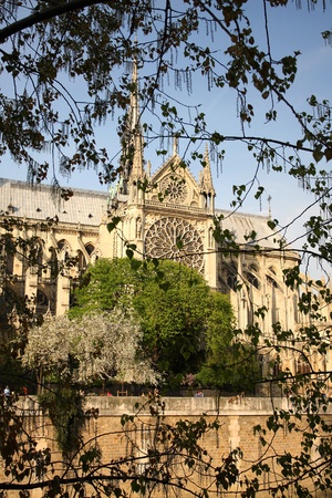 Paris, Notre Dame cathedral with blossomed tree の写真素材