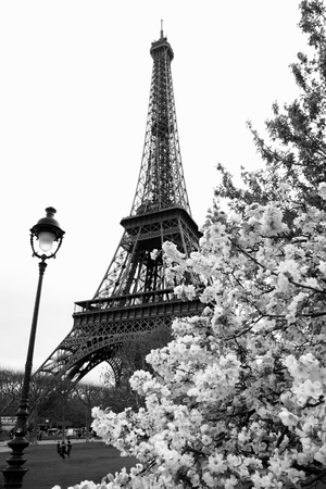 Spring morning with Eiffel Tower, Paris, France の写真素材