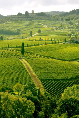 Chianti vineyard landscape in Tuscany, Italy の写真素材
