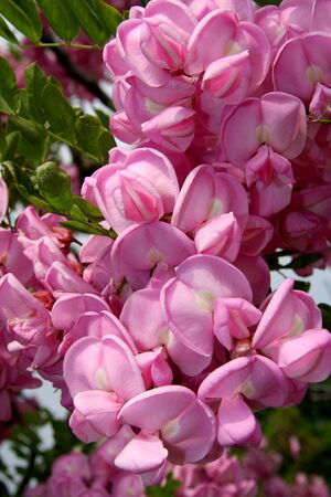 blossom treeの写真素材