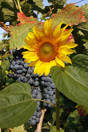Big red grapes waiting for the harvestの写真素材