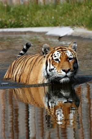 tiger in the waterの写真素材