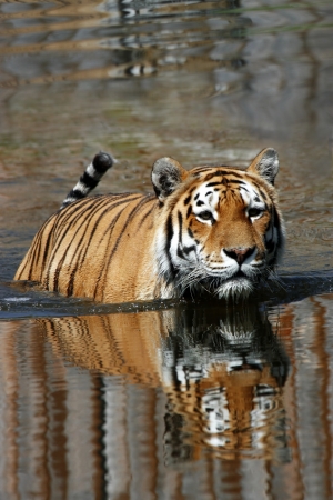 tiger in the waterの写真素材
