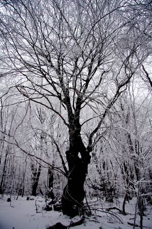 Winter landscape with snowの写真素材