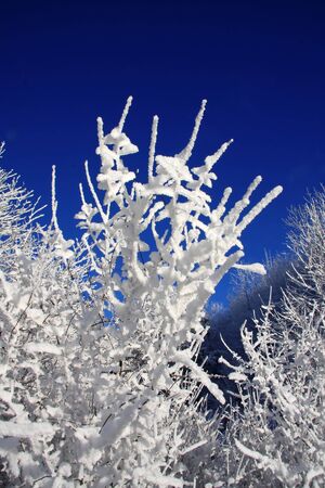Winter landscape with snowの写真素材