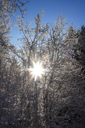 Winter landscape with snowの写真素材
