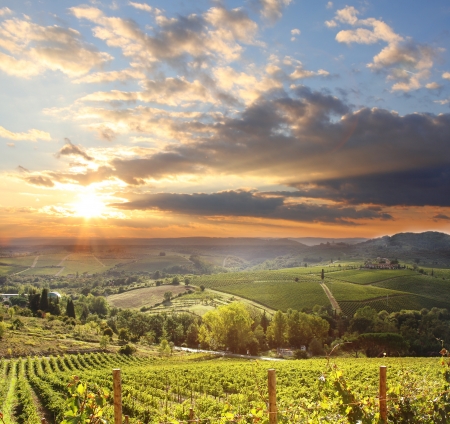 Chianti vineyard landscape in Tuscany, Italyの写真素材