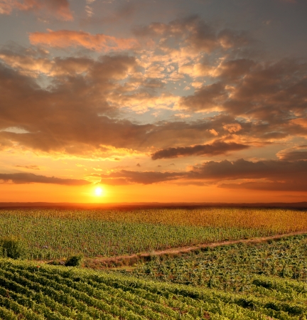 Chianti vineyard landscape in Tuscany, Italyの写真素材