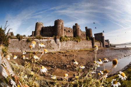 Famous Conwy Castle in Wales, United Kingdom, series of Walesh castles