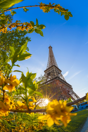 Famous Eiffel Tower with spring tree in Paris, Franceの写真素材