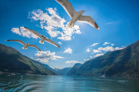 Beautiful fjords near the Flam in Norwayの写真素材