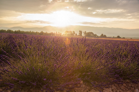 Lavender field against colorful sunset in Provence, Franceの写真素材