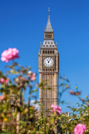 Big Ben with pink roses in London, UKのeditorial素材