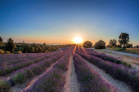 Lavender field against colorful sunset in Provence, Franceの写真素材