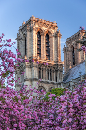 Paris, Notre Dame cathedral with spring trees in Franceの写真素材