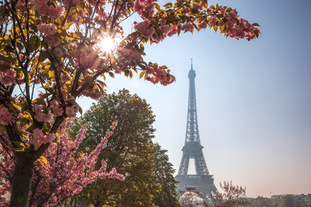 Eiffel Tower with spring trees in Paris, Franceの写真素材