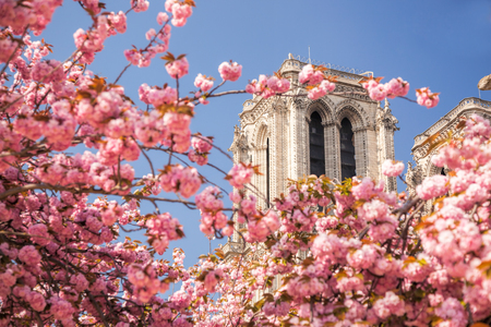 Paris, Notre Dame cathedral with blossomed tree in Franceの写真素材