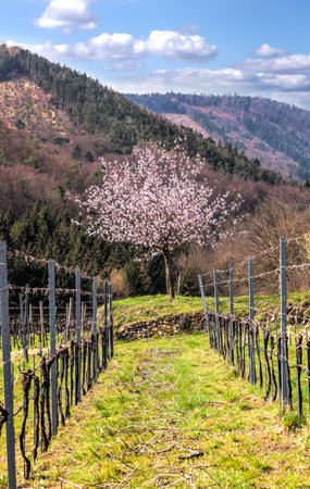 Apricot tree with vineyard during spring time in Wachau valley, Austriaの写真素材