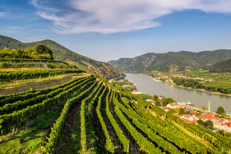 Wachau Valley with green vineyards in Spitz village above Danube river, Lower Austria, Austria.の写真素材