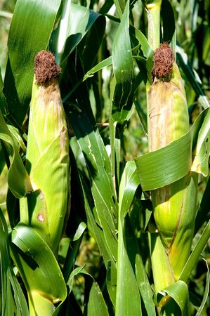 Corn clustersの写真素材