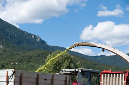 corn harvestの写真素材