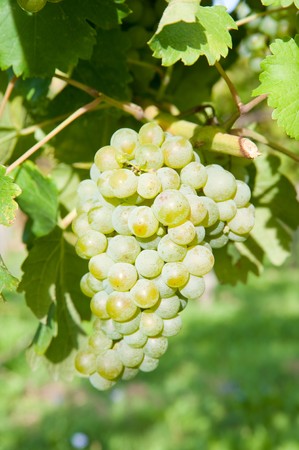 White grapeの写真素材