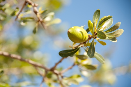 Argan nut の写真素材