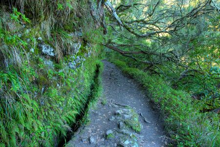 Levada at Calderiao verde Madeira Portugal の写真素材