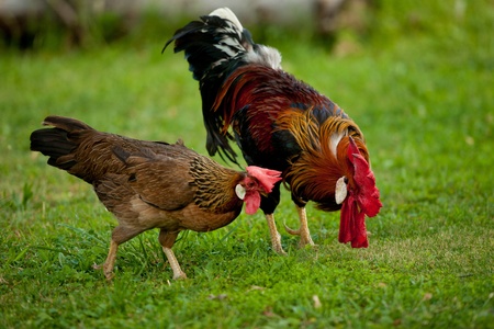 Free range cockの写真素材