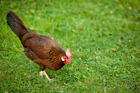 Hens in the farmの写真素材