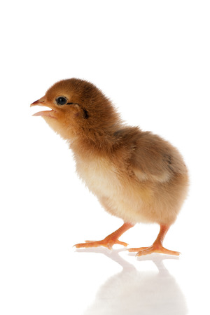 Little chicken studio isolated over whiteの写真素材