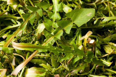 Fresh spring green  dandelion salad closeupの写真素材