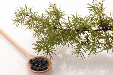 Branch of conifers junipers and wooden spoon ful of blue berries on white background.の写真素材