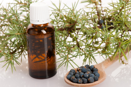 Branch of conifers junipers, wooden spoon ful of blue berries and little bottle of fresh oil for aromatherapy on white background.の写真素材