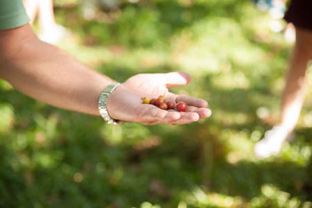 Harvesting ripe coffee beans, coffee plantation on Cuba.の写真素材