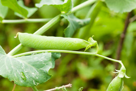 Fresh green peas on a plant in the garden