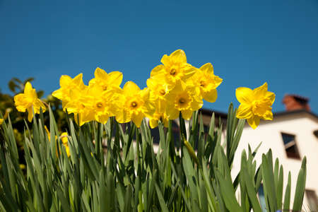 Yellow daffodils on garden in early spring