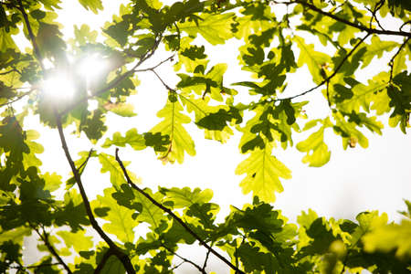 Sun shining through oak leafs in early springの写真素材