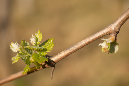 Branch of vine  with first green leaves in vineyard in early springの写真素材