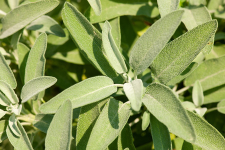 sage plant on mediterranean garden