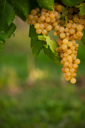 ripe white grape n vineyard in autumn just before harvest